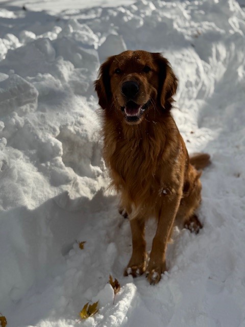 Dog sitting in the snow